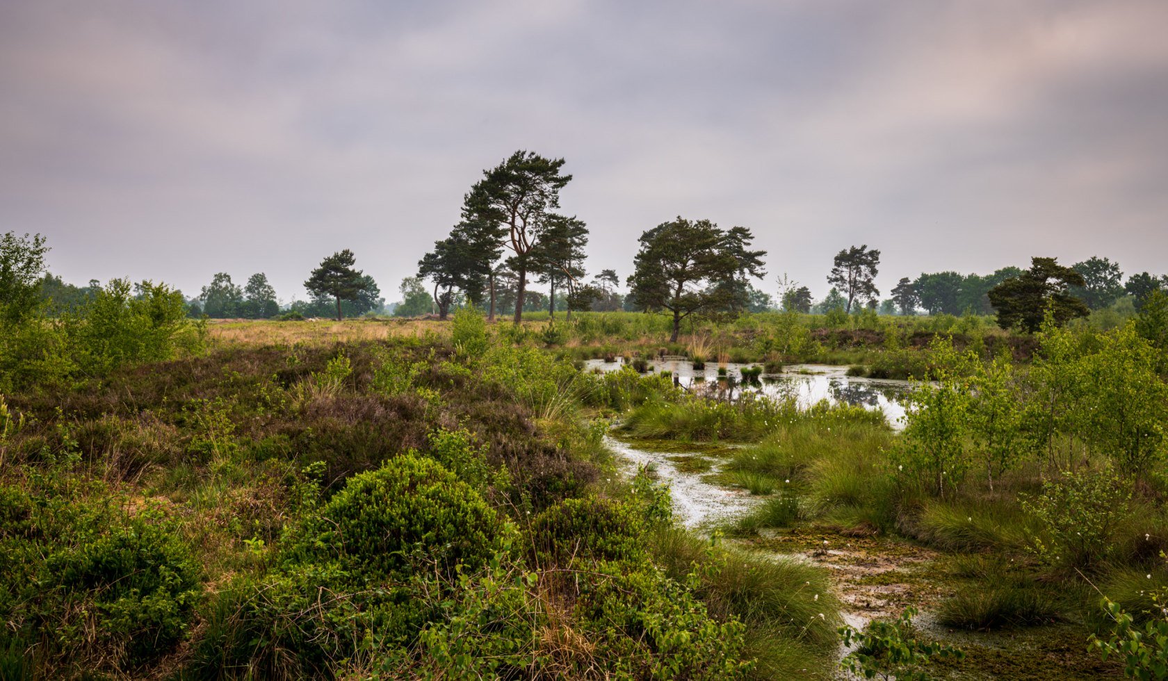 Weiter Blick auf das vernässte Venner Moor im Geopark TERRA.vita, © TMN/Markus Tiemann