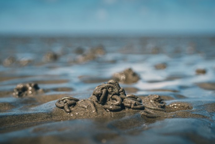 Haufen, der durch die Sand Ausscheidung der Wattwürmer entsteht, © AdobeStock_359882096