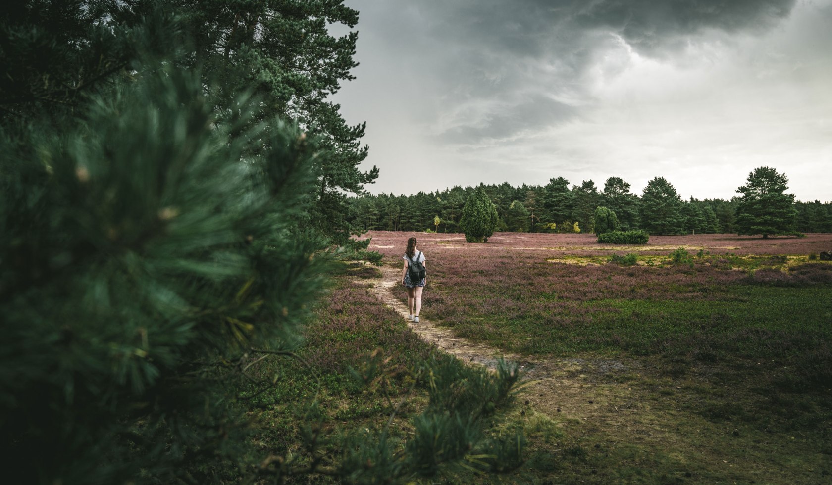 Eine Wanderer spaziert durch blühende Heide während Regenwolken aufziehen, © TourismusMarketing Niedersachsen GmbH / German Roamers / Max Münch