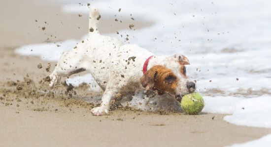 Ein Hund spielt mit seinem Ball am Strand, © AdobeStock_94429304