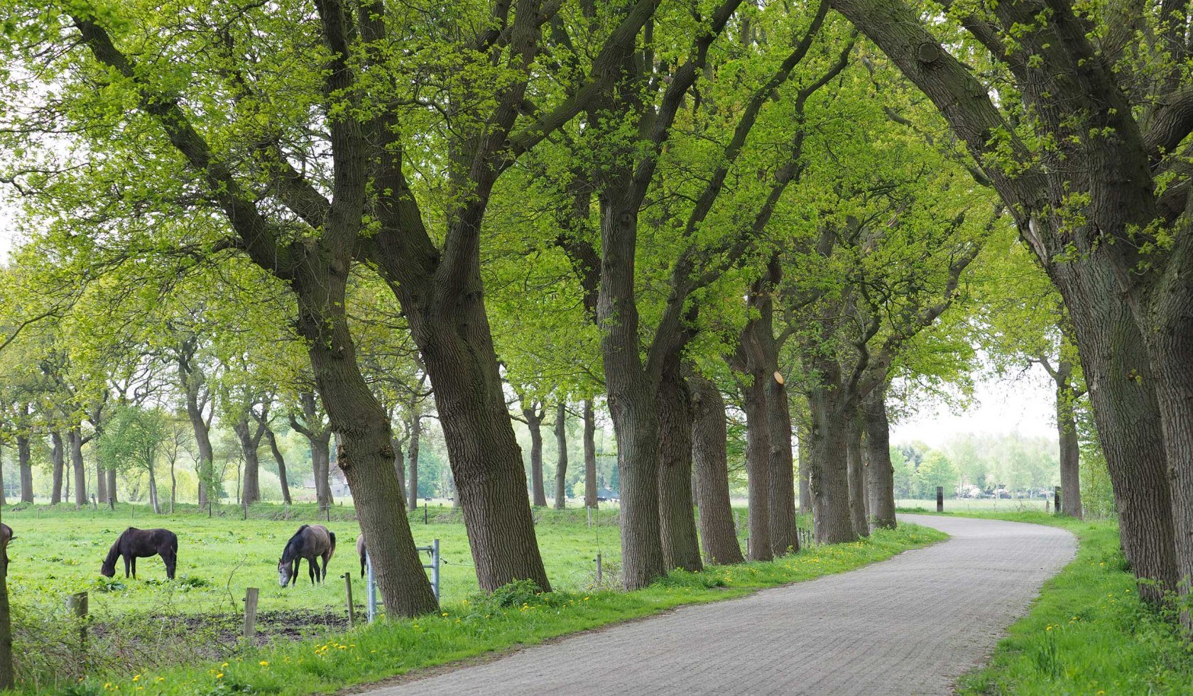 Baumallee Meedenstraße im Mai mit Pferden im Hintergrund, © Heidrun Heinze