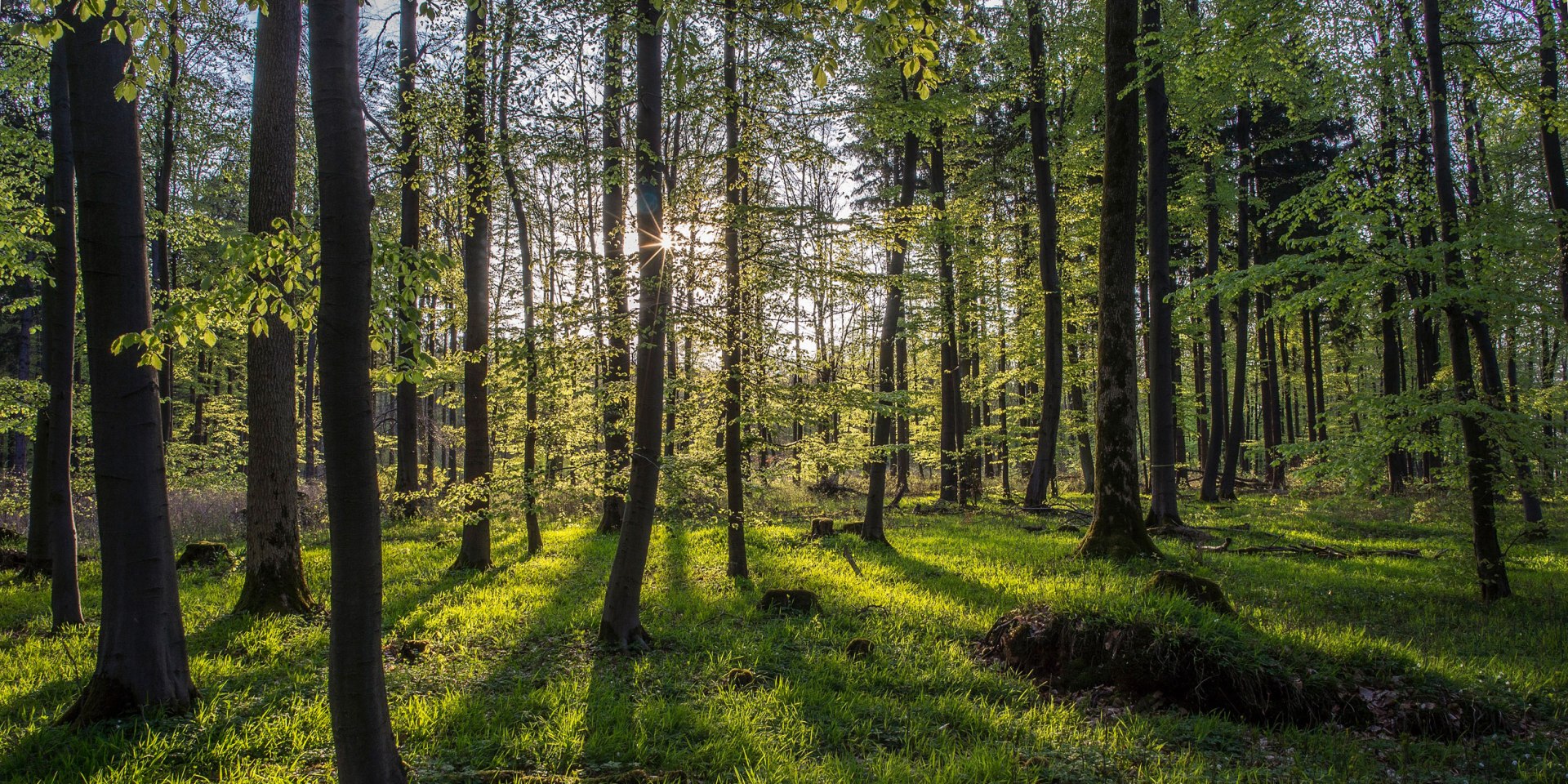 Sonnelicht bricht im Wald, © Touristikzentrum Westliches Weserbergland / Kurt Gilde