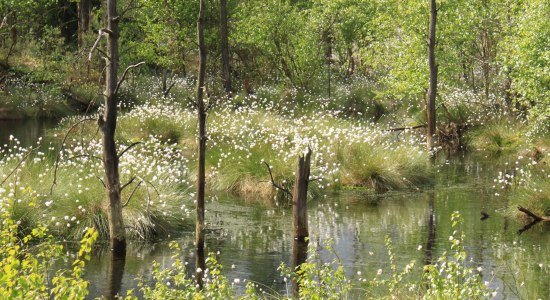 Blick auf Moorfläche bei Wollgrasblüte, © Schneverdingen Touristik / Julia Garbers