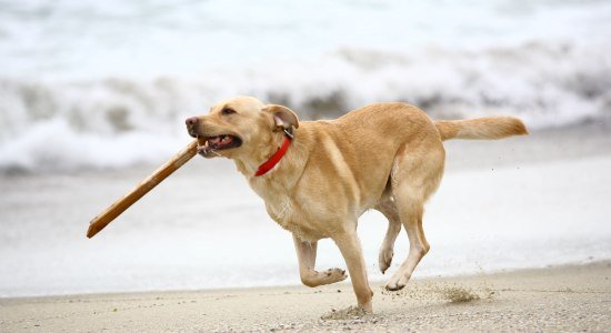 Ein Hund trägt sein Stöckchen im Maul während er am Strand entlang läuft, © AdobeStock_11064474