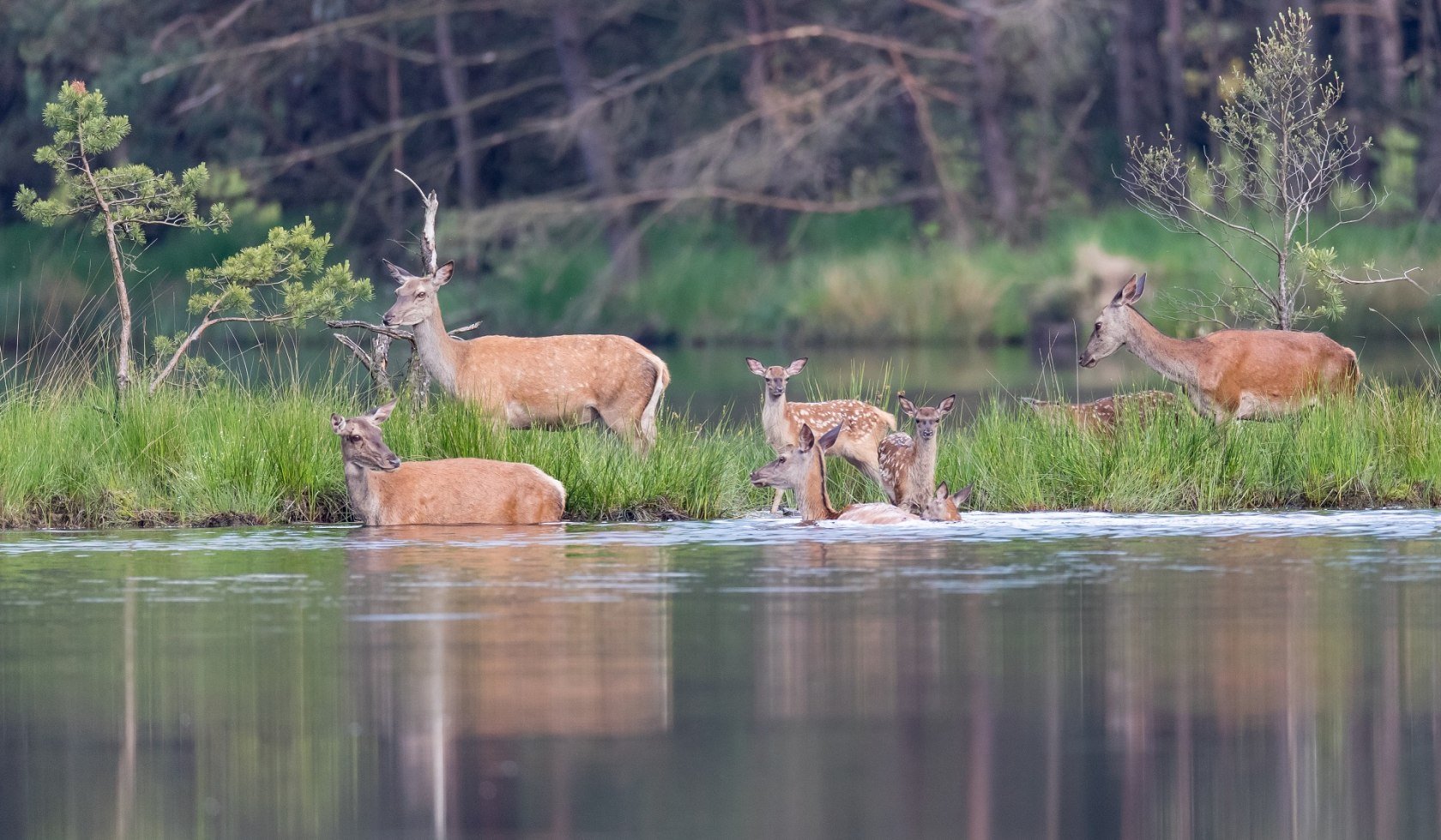 Vier Hirschkühe befinden sich mit ihren Kälbern auf einer Halbinsel und baden teils im Waldsee, © TourismusMarketing Niedersachsen GmbH / Jürgen Borris