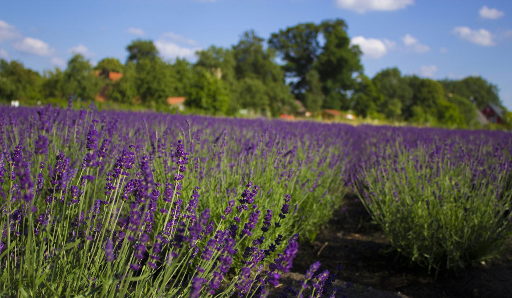 Das Lavendel-Kräuterfeld in Stapel, © Touristikverband Landkreis Rotenburg zwischen Heide und Nordsee e.V./ Fam. Szcesny