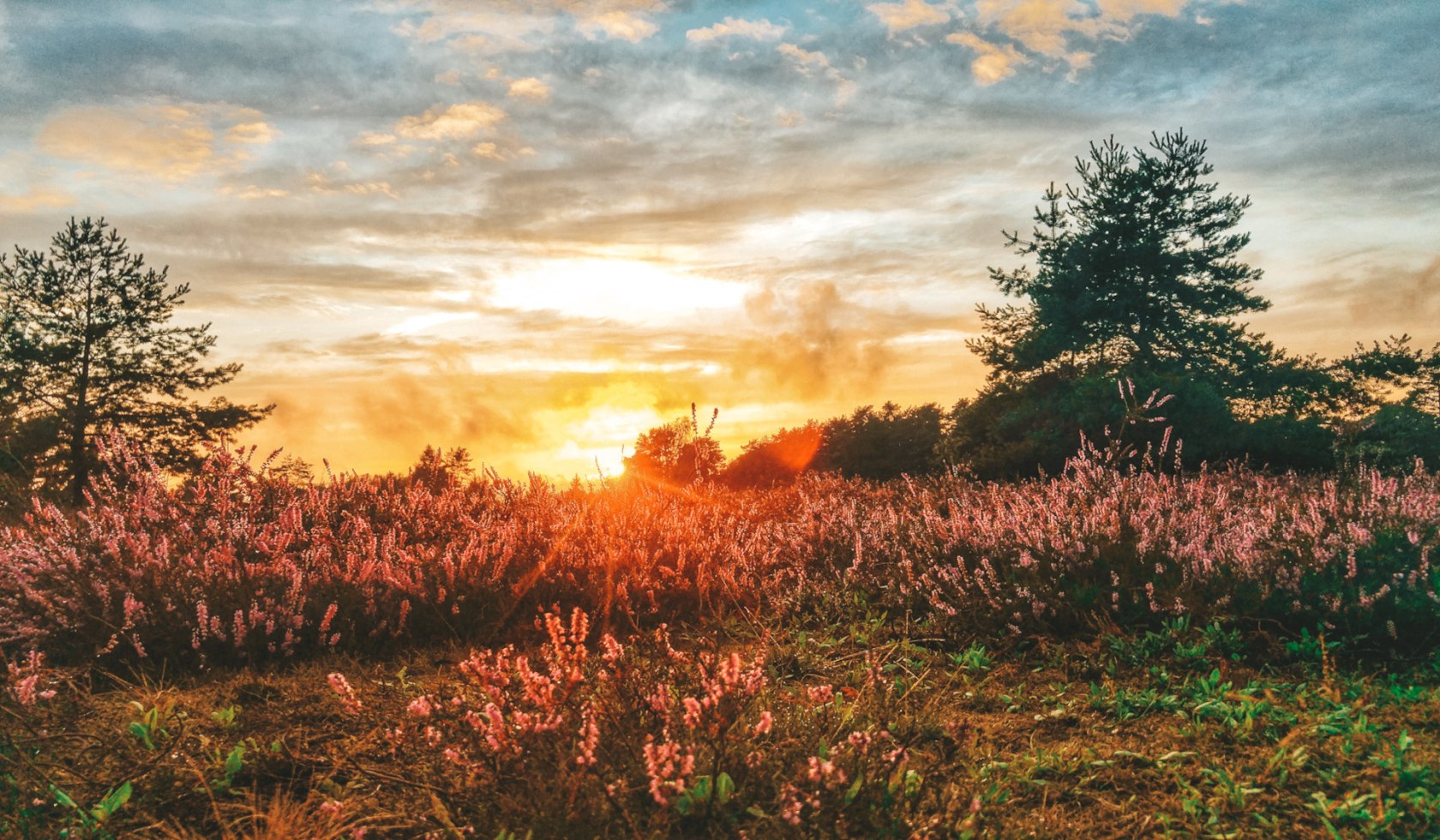 Misselhorner Heide mit tiefer Sonne abends, © Nina Oesterreich