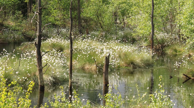 Blick auf Moorfläche bei Wollgrasblüte, © Schneverdingen Touristik / Julia Garbers