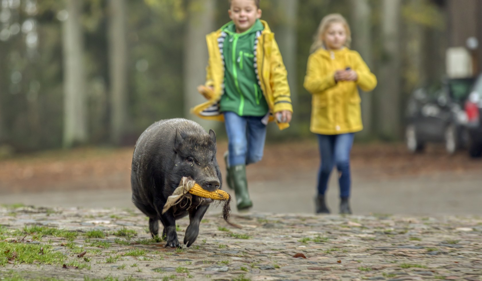 Schwein mit Rübe im Maul rennt über Hof gefolgt von lachenden Kindern, © Christian Bierwagen