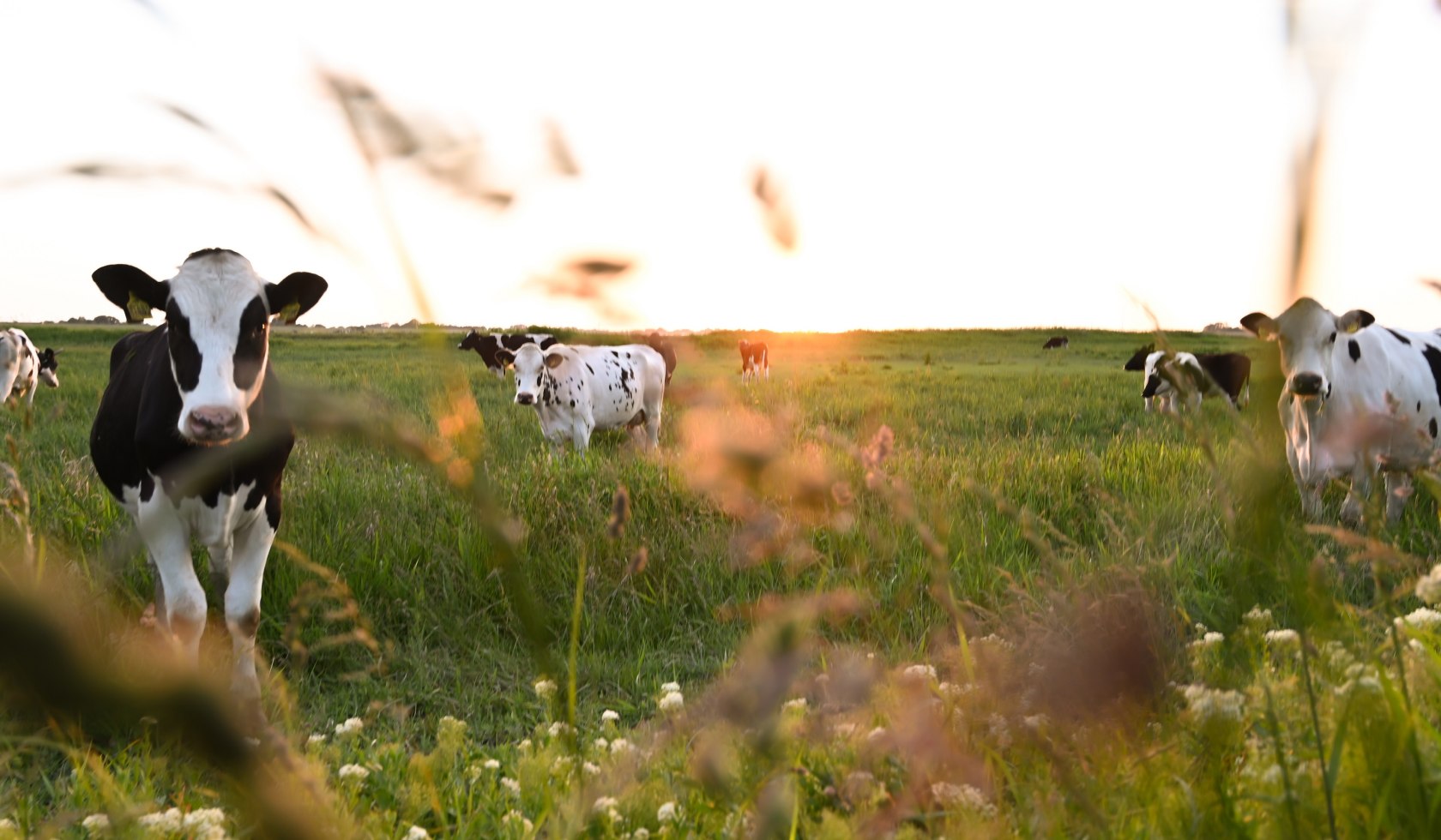 Kühe auf Wiese in Leer, © Stadt Leer / L. Klemmer