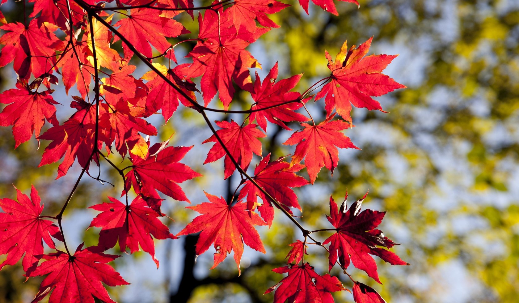 Ahornbaum mit rot gefärbten Blättern.