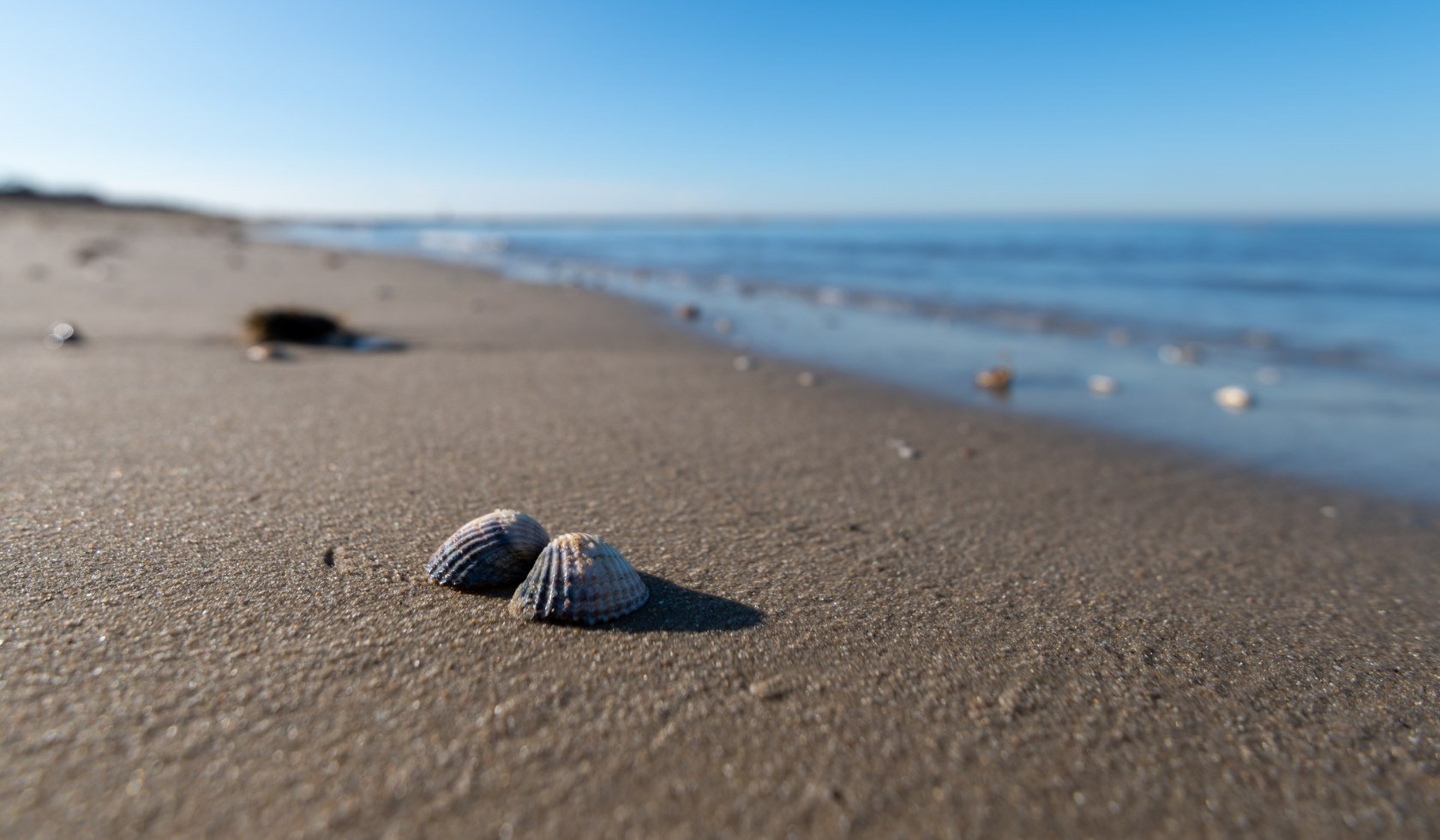 Zwei Muscheln liegen im Sand am Strand von Cuxhaven, © Alex K Media