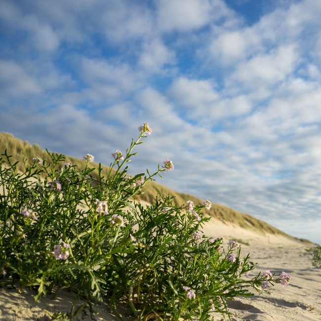 Pflanze in Stranddüne am Oststrand der Insel Langeoog, © Tourismus-Service Langeoog/ Andreas Falk