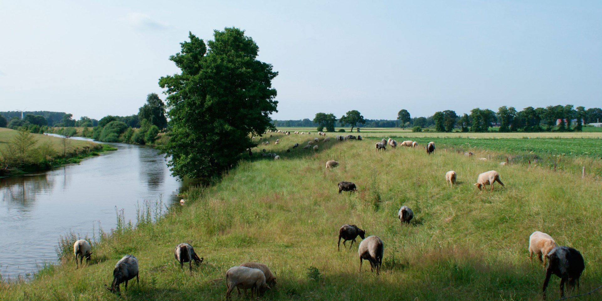 Schafe grasen am Ufer der Hunte bei Wardenburg, © Jörg Guhn