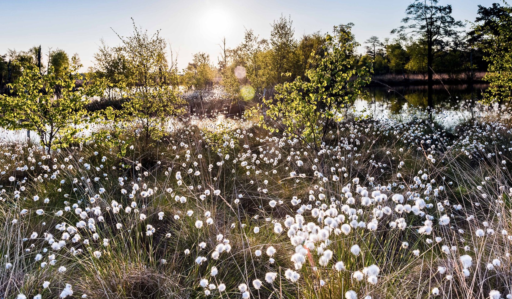 Blick auf die Wollgrasblüte, © Lüneburger Heide GmbH / Markus Tiemann