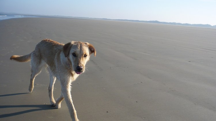 Hund tobt am weitläufigen Strand auf Borkum herum. , © NBG