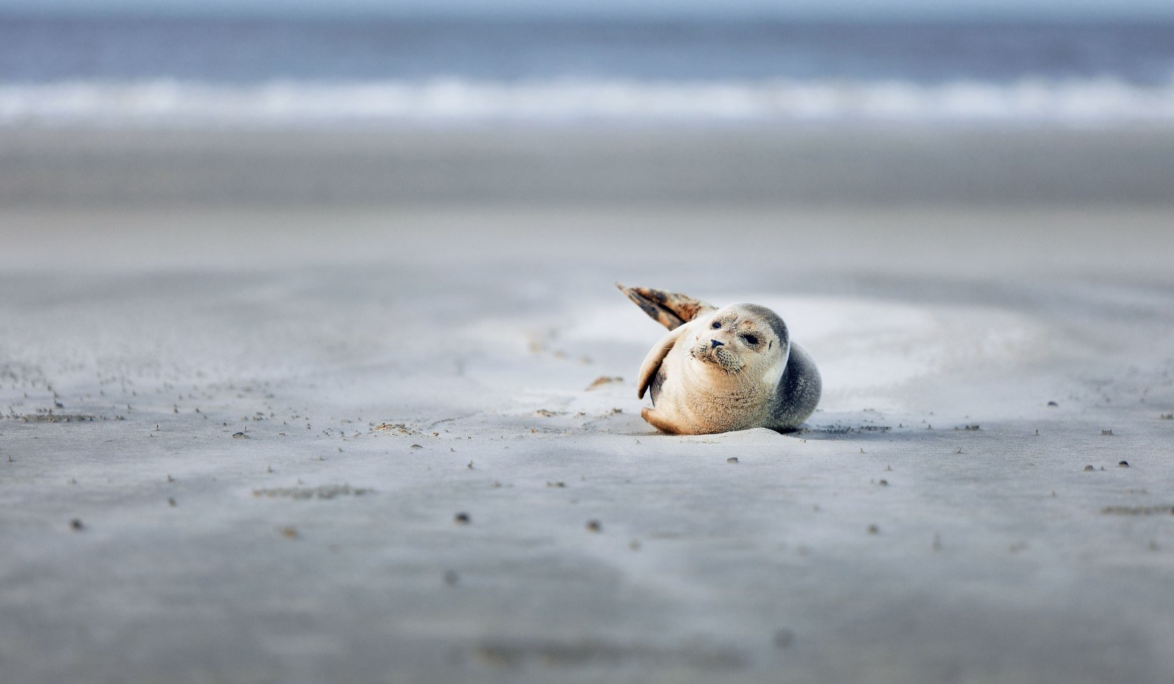 Seehund am Strand von Norderney, © Staatsbad Norderney GmbH / Janis Meyer