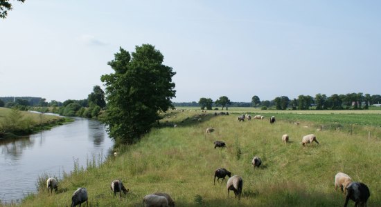 Schafe an der Hunte, © Jörg Guhn