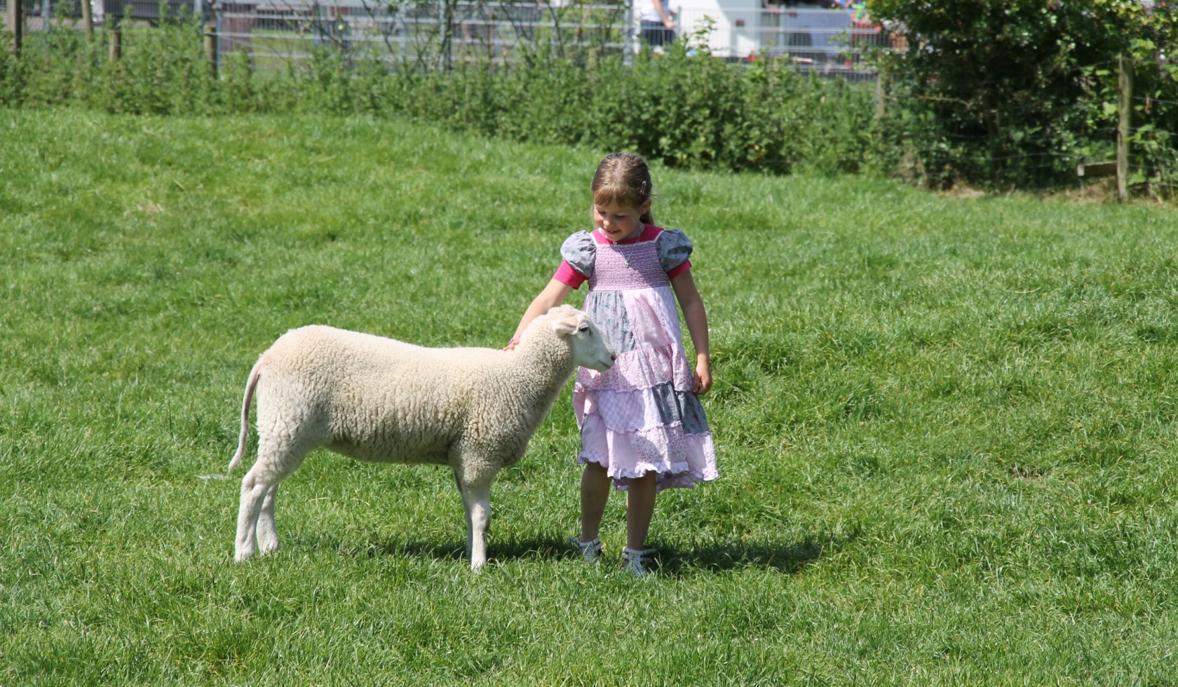 Mädchen streichelt Schaf, © HVV