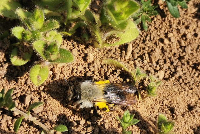 Wildbienen in Hann. Münden, © Christiane Schröter-Kunze