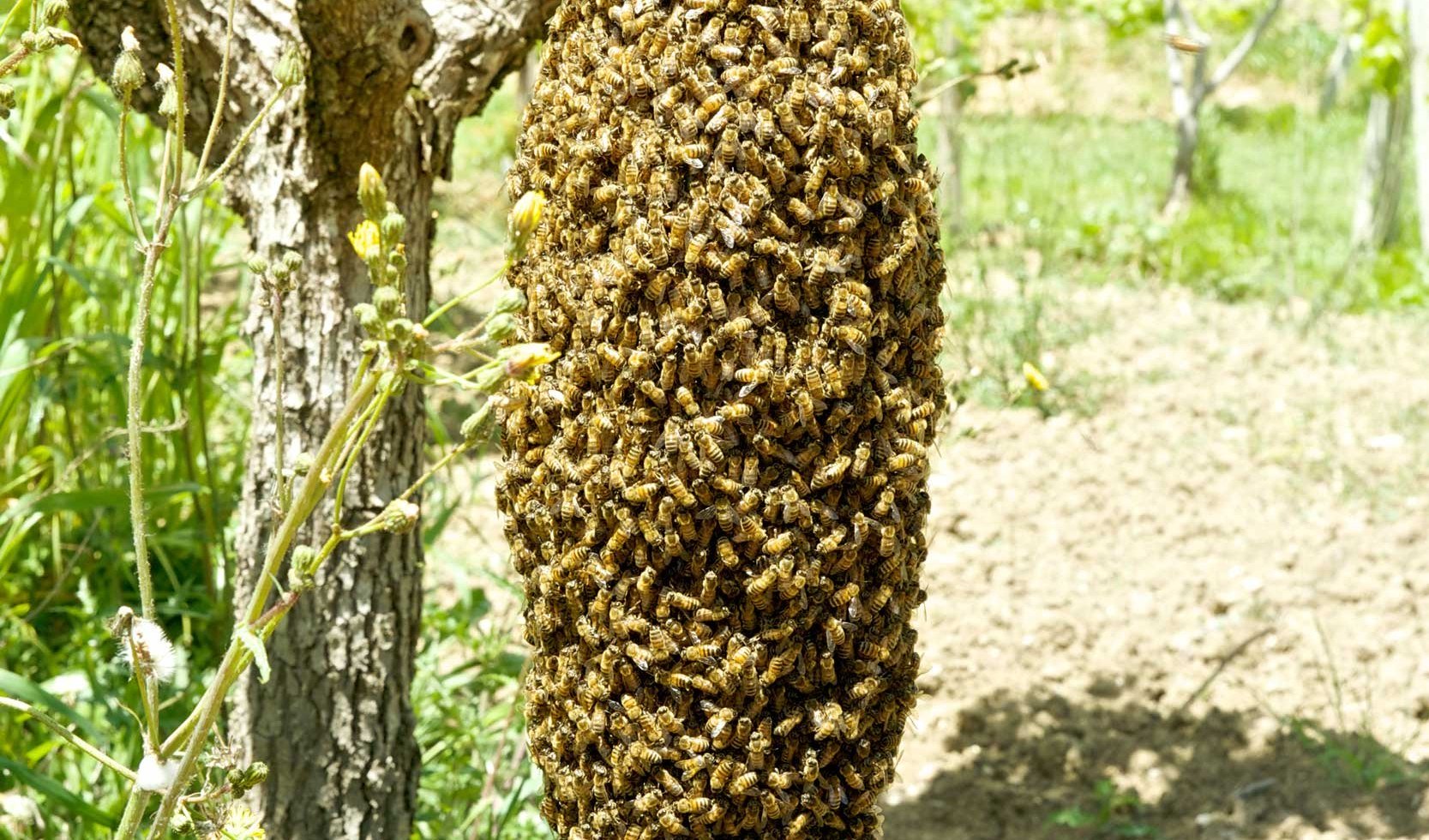 Bienenschwarm - Die Bühnenhütte - Lauenau - Schaumburger Land