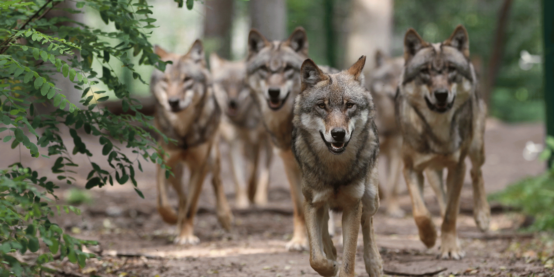 Ein Wolfsrudel rennt durch die Büsche., © Mittelweser-Touristik GmbH