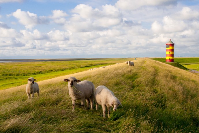 Pilsumer Leuchtturm und Schafe auf dem Deich, © Fotolia / greenpapillon