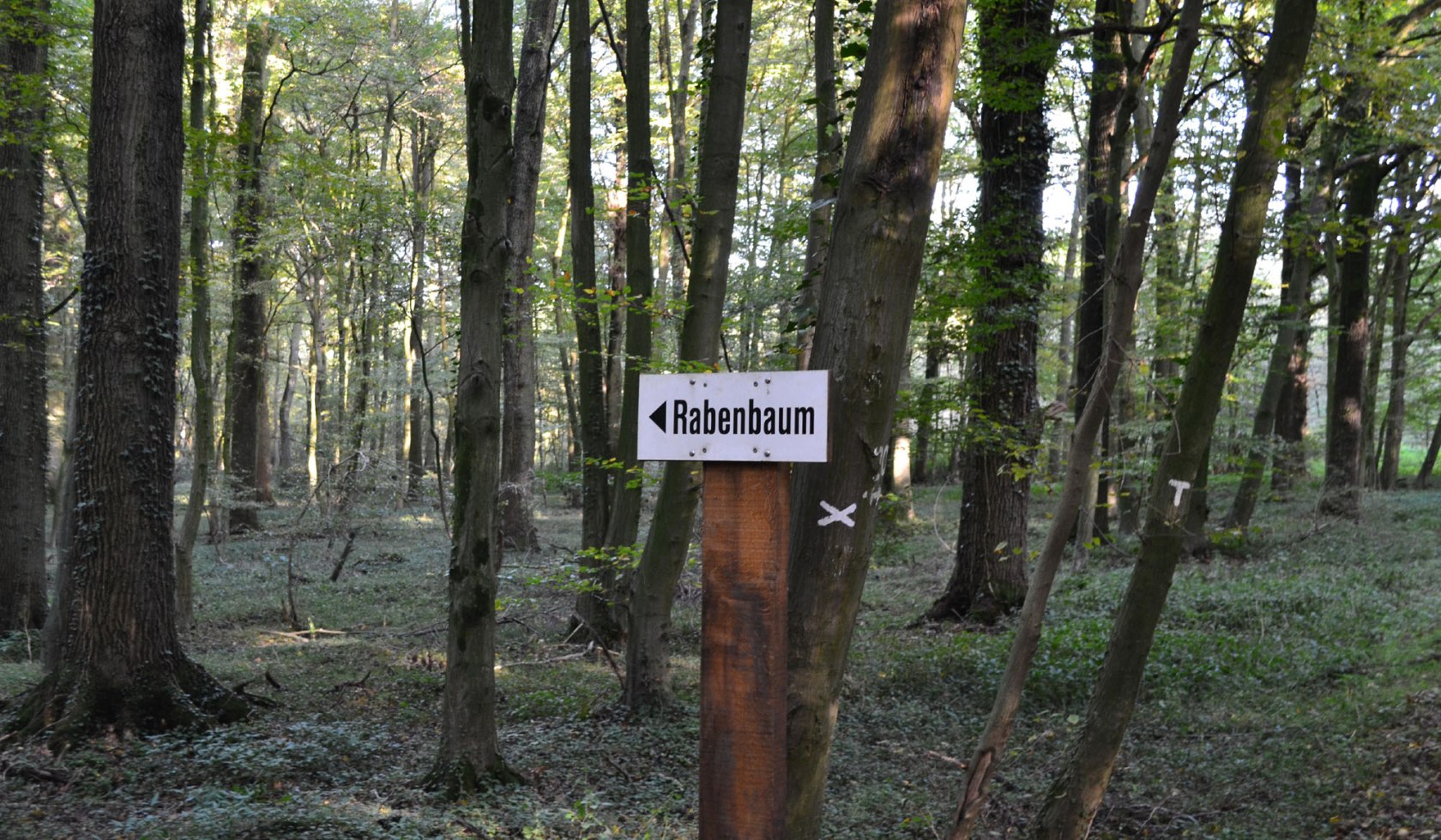 Wegweiser zum Rabenbaum in Samern, © Grafschaft Bentheim Tourismus e.V./ Mitarbeiter Grafschaft Bentheim Tourismus e.V.