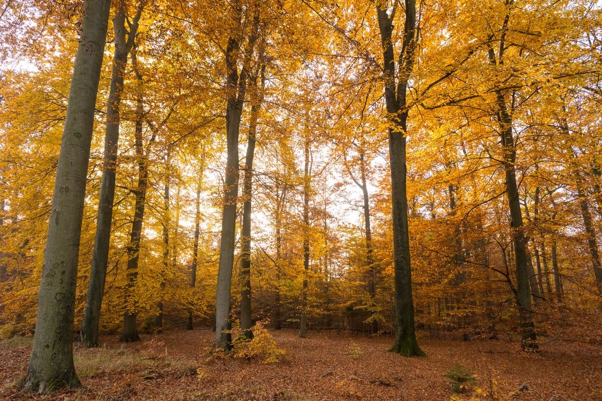 Lüßwald im Herbst, © Lüneburger Heide GmbH/ Dominik Ketz