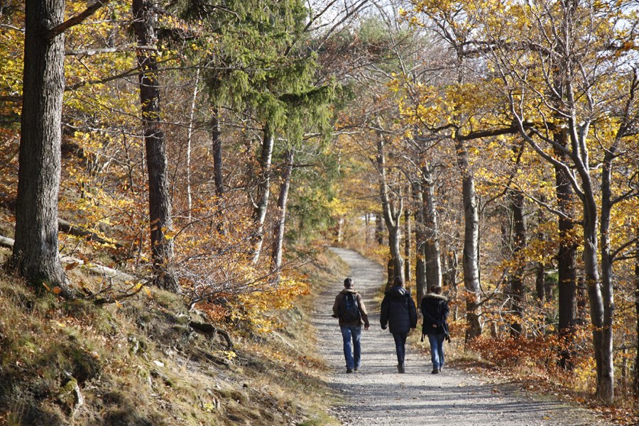 Drei Wandern gehen einen Weg im Harz entlang, © TMN / Peter Hamel