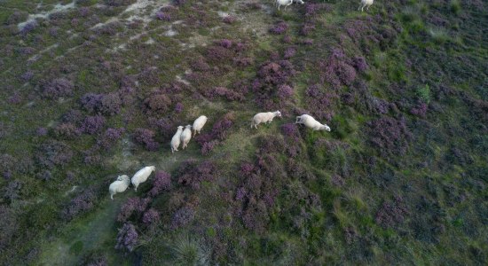 Schafsherde durchquert Heidelandschaft im Naturpark Moor-Veenland, © Naturpark Moor-Veenland / Holger Leue