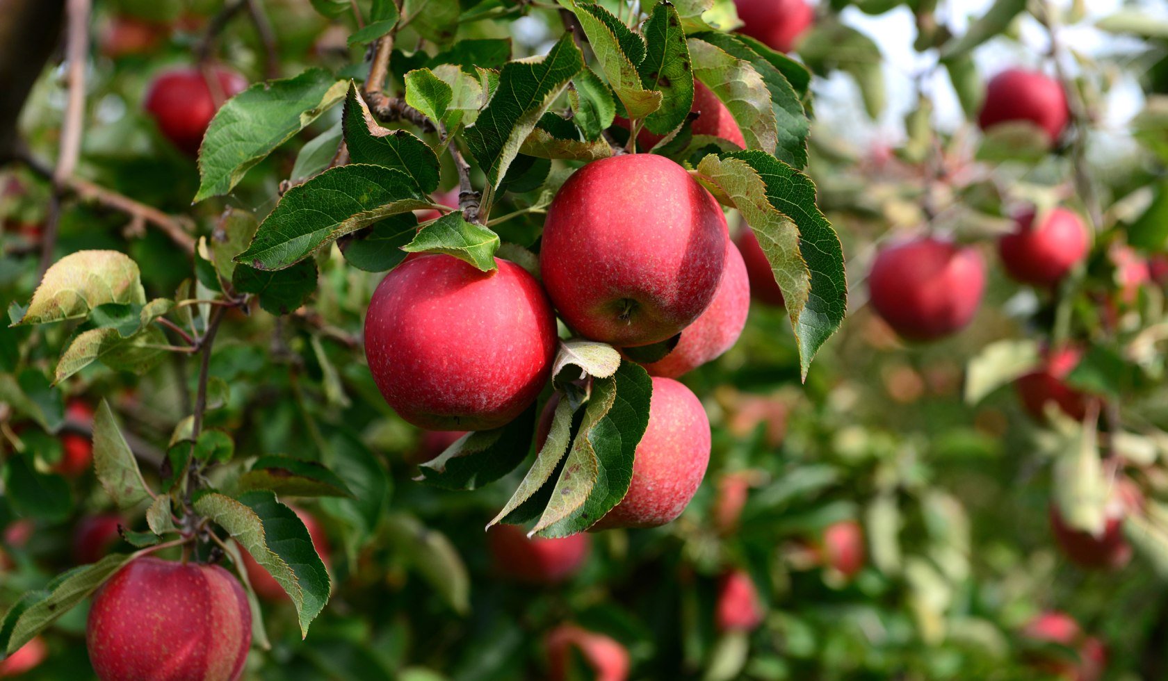 Frisch rote Äpfel am Baum, © Tourismusverband LK Stade/Elbe e.V. / Martin Elsen