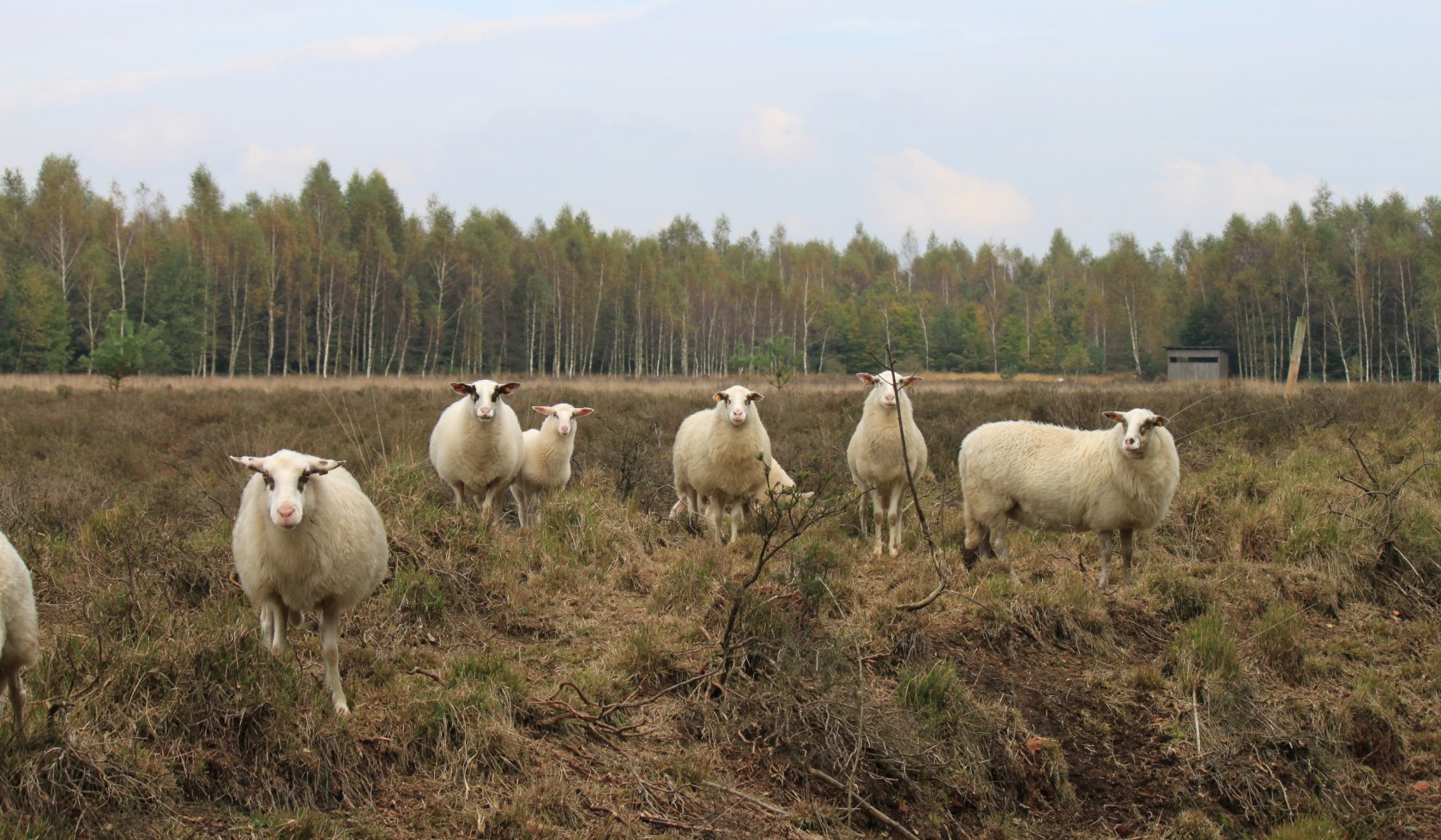 Schafe stehen in einer Moorlandschaft, © Naturpark Moor/Müller