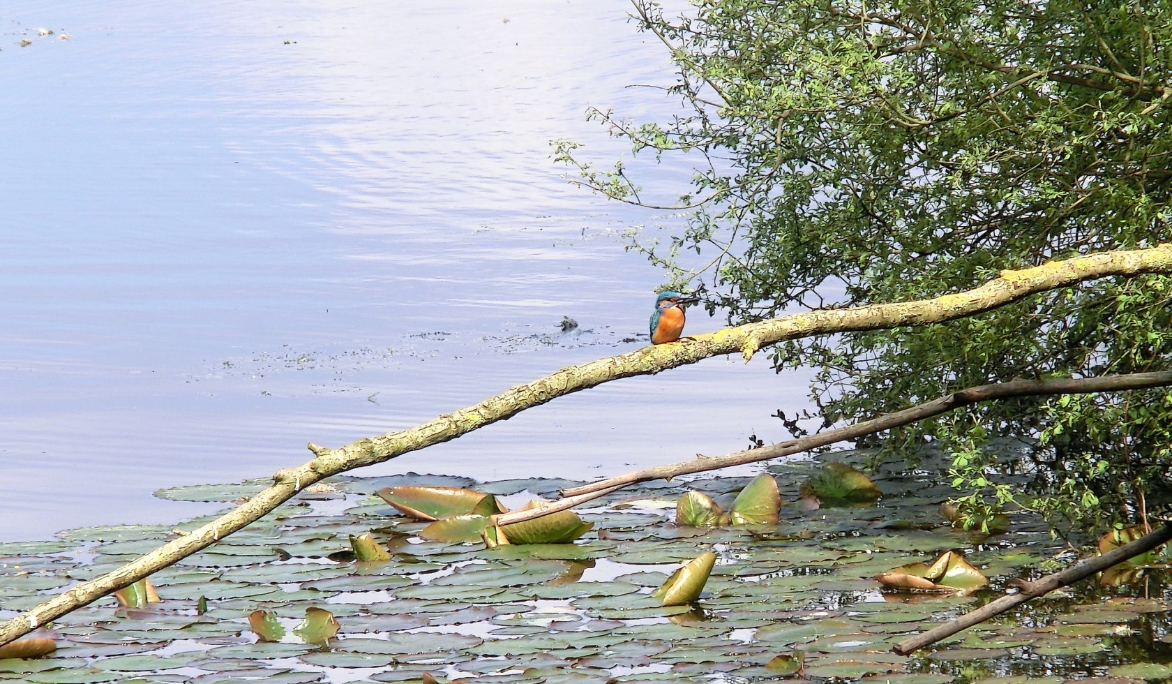 Eisvogel am Wasser im Landkreis Rotenburg, © TouROW / Petra Welz