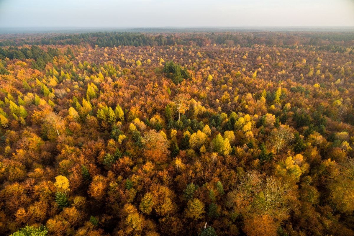 Lüßwald im Herbst, © Lüneburger Heide GmbH / Dominik Ketz