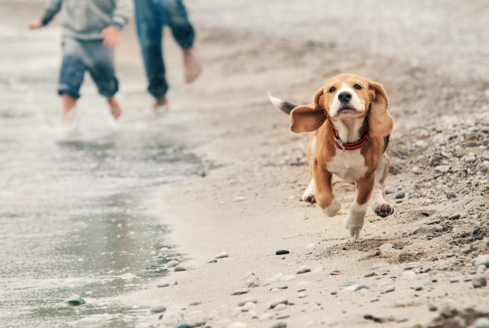 Hund läuft am Strand entlang, © AdobeStock_74946998