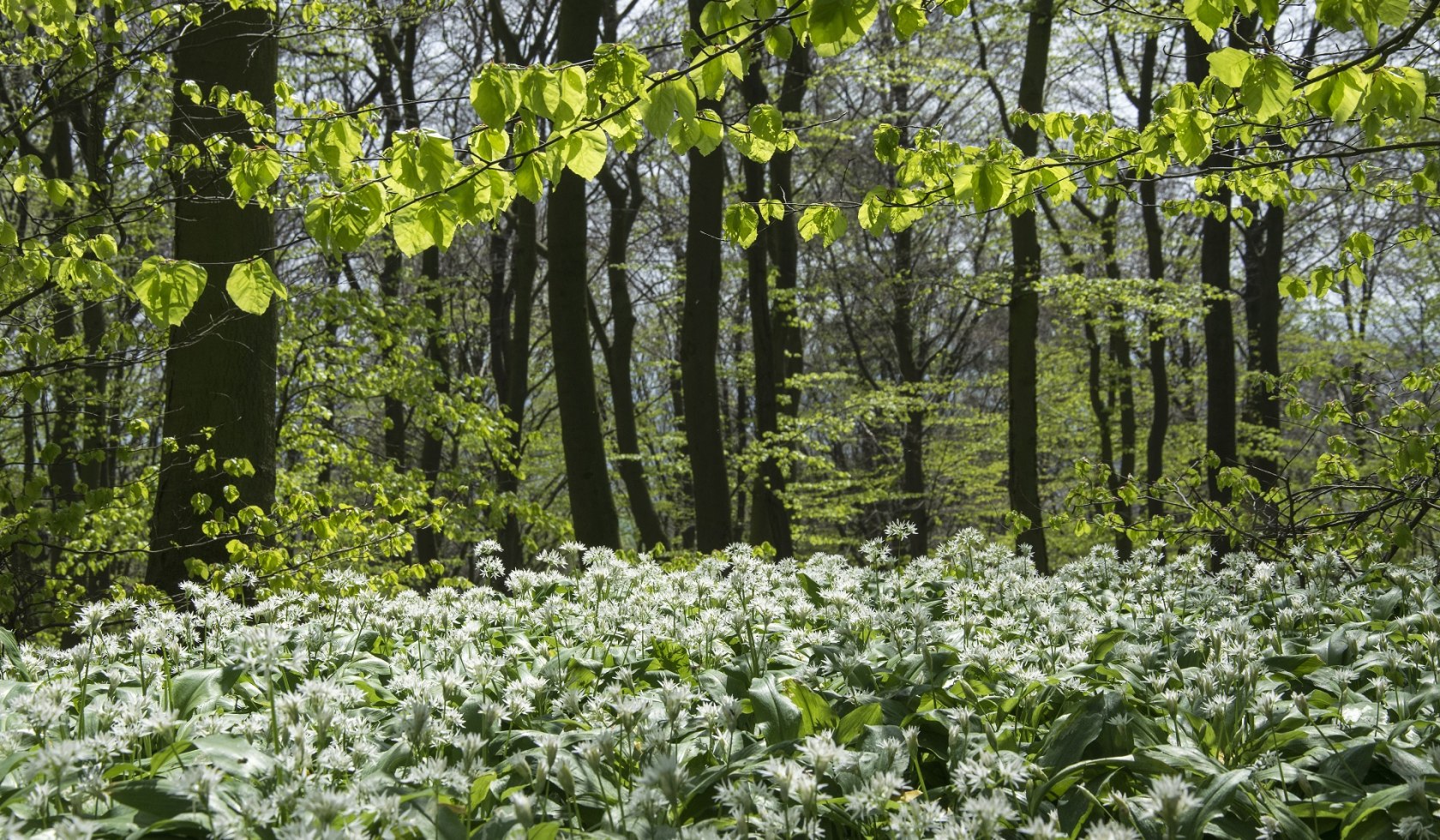 Ein weißer Blütenteppich des Bärlauchs zieht sich über den Waldboden, © TourismusMarketing Niedersachsen GmbH / Dieter Schinner