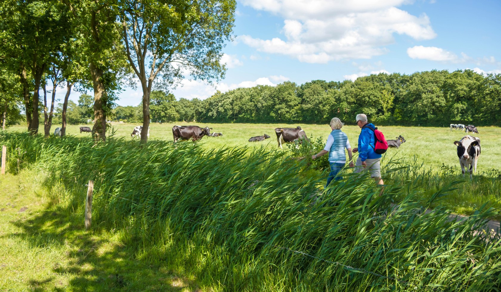 Paar wandert auf dem Ostfriesland-Wanderweg an Kühen vorbei, © OTG / Von der See