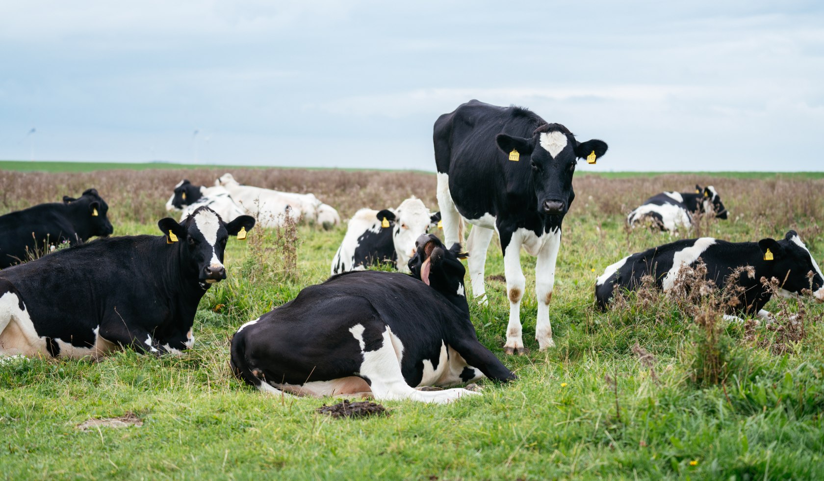 Kühe grasen auf einer Weide bei Harlesiel, © TourismusMarketing Niedersachsen GmbH