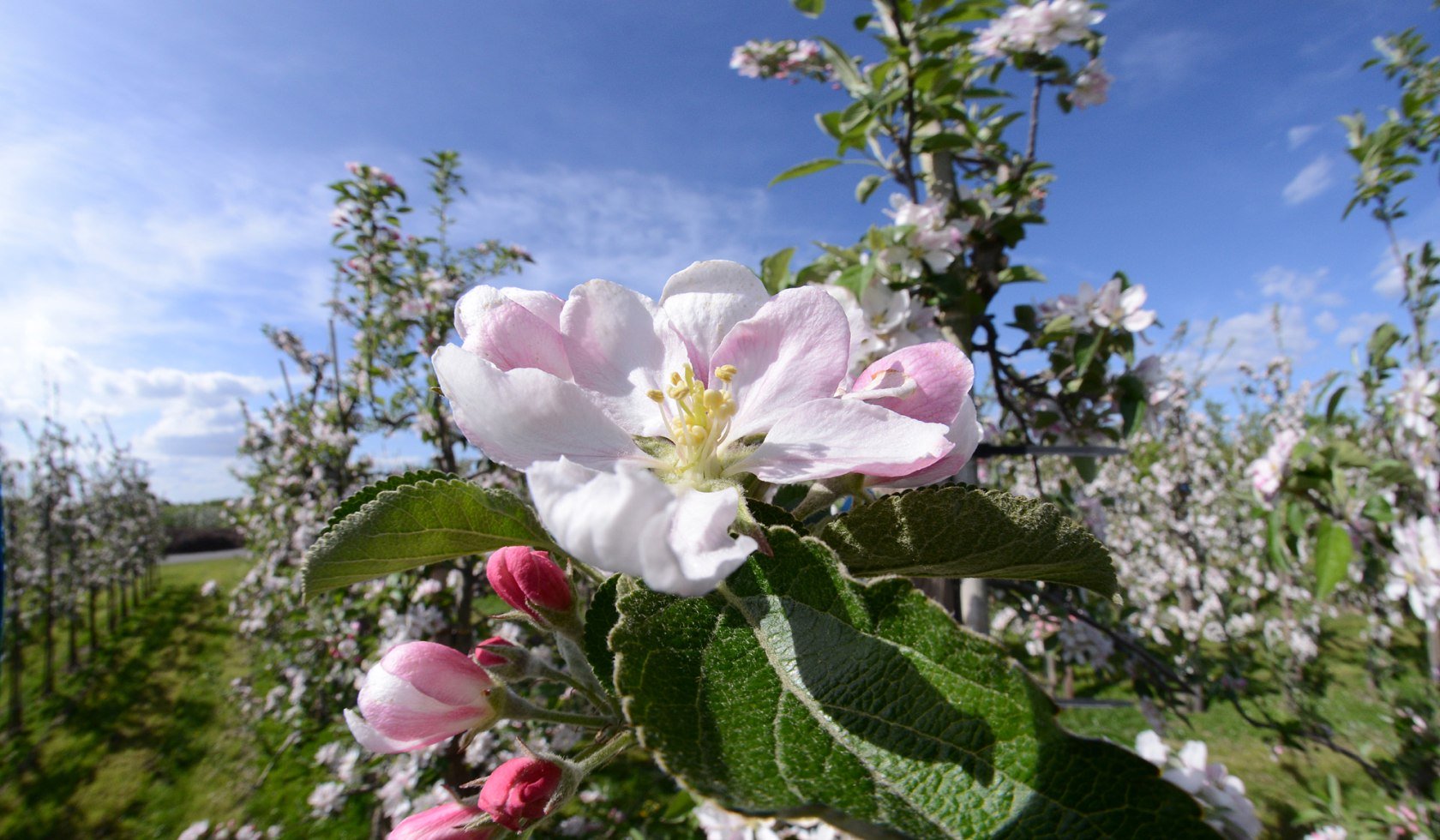 Apfelblüte auf einer Plantage im Alten Land, © Tourismusverband LK Stade/Elbe e.V./ Martin Elsen
