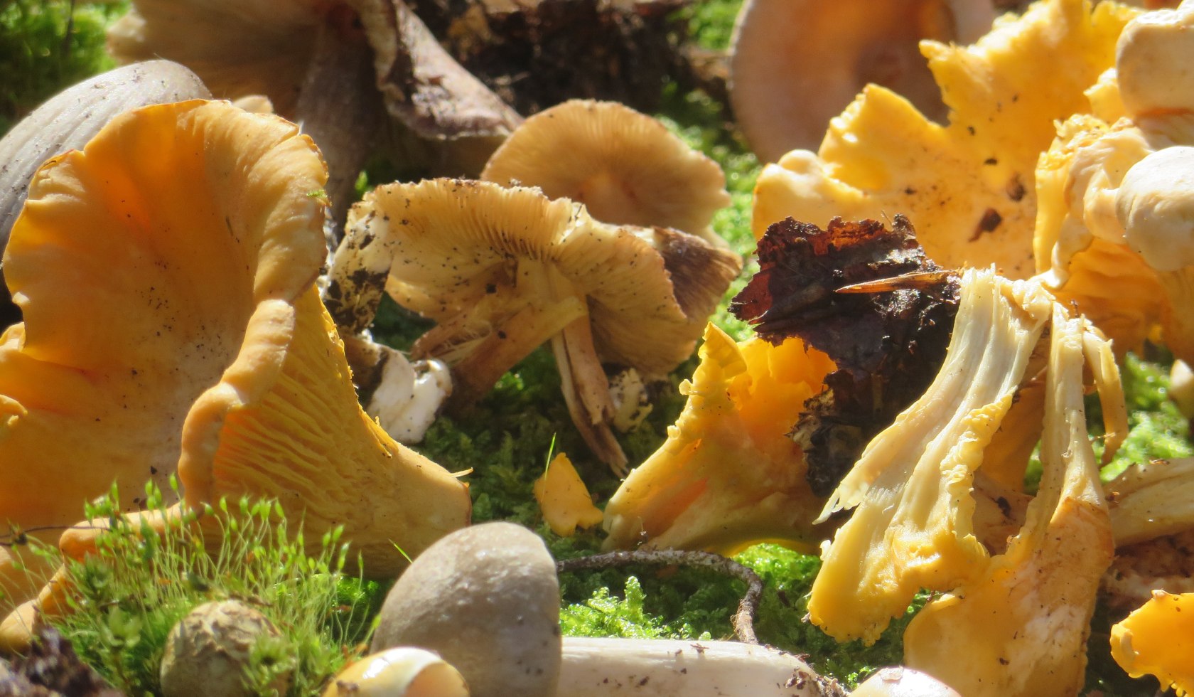 Verschiedene Pilzsorten liegen im Moos, © Naturpark Münden / Sibylle Susat