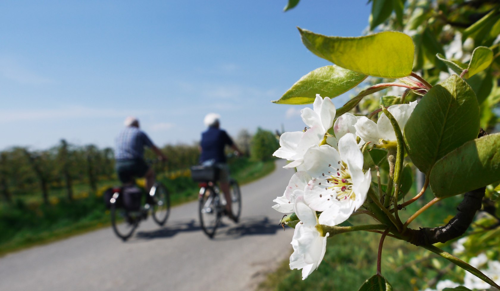 Radfahrer im Alten Land am Elbstrom mit blühenden Birnenbäumen, © Tourismusverband LK Stade/Elbe e. V./ Meike Lühs