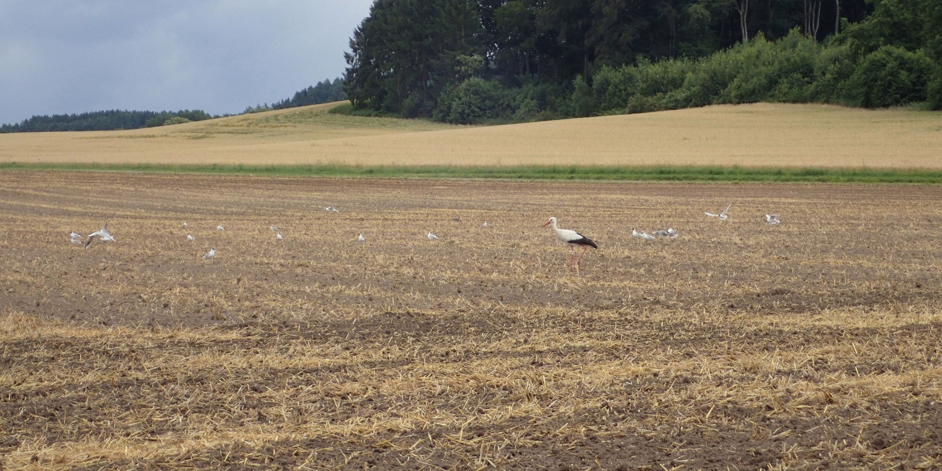 Ein Storch auf dem Feld, © Tourismusverband Osnabrücker Land e.V.