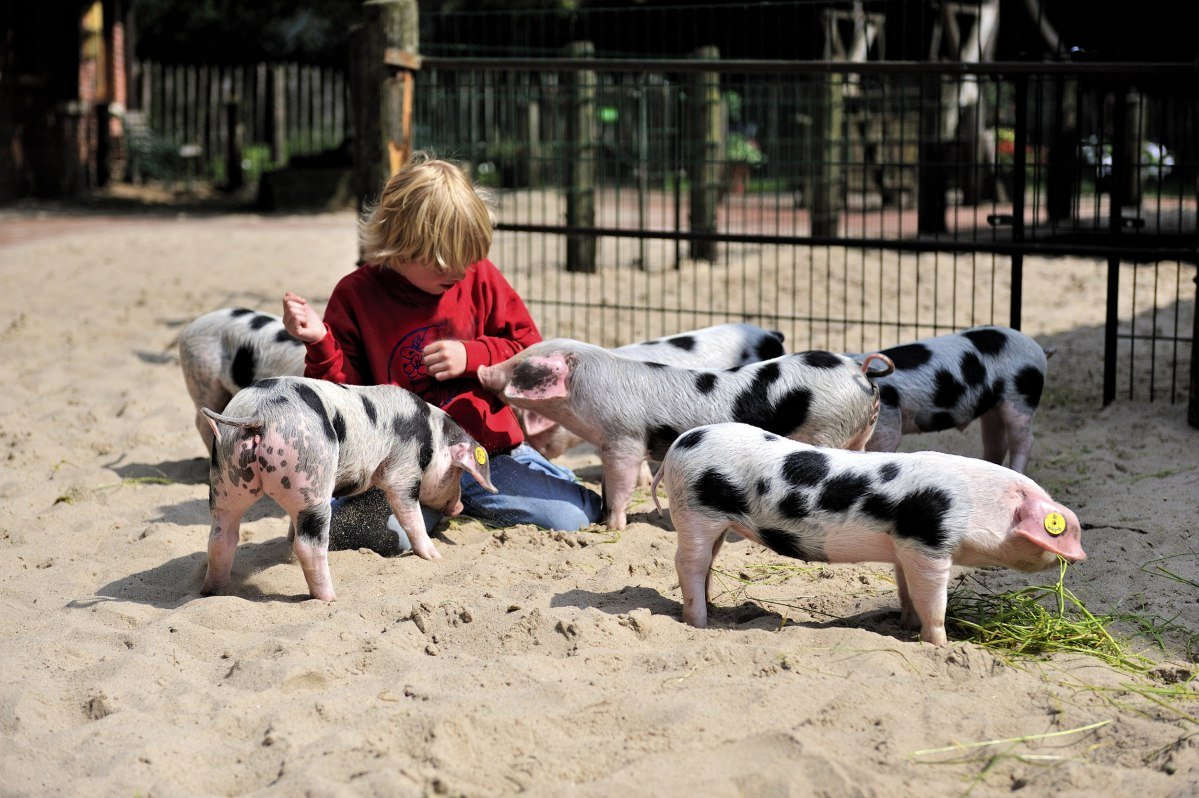 Bunte Bentheimer Schweine, © Tierpark Nordhorn gGmbH / Franz Frieling