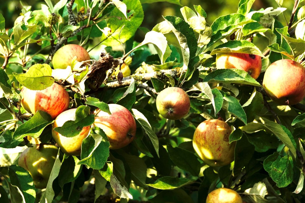 Ast mit reifen Äpfeln von der Sonne bestrahlt, © Robert Wenzel
