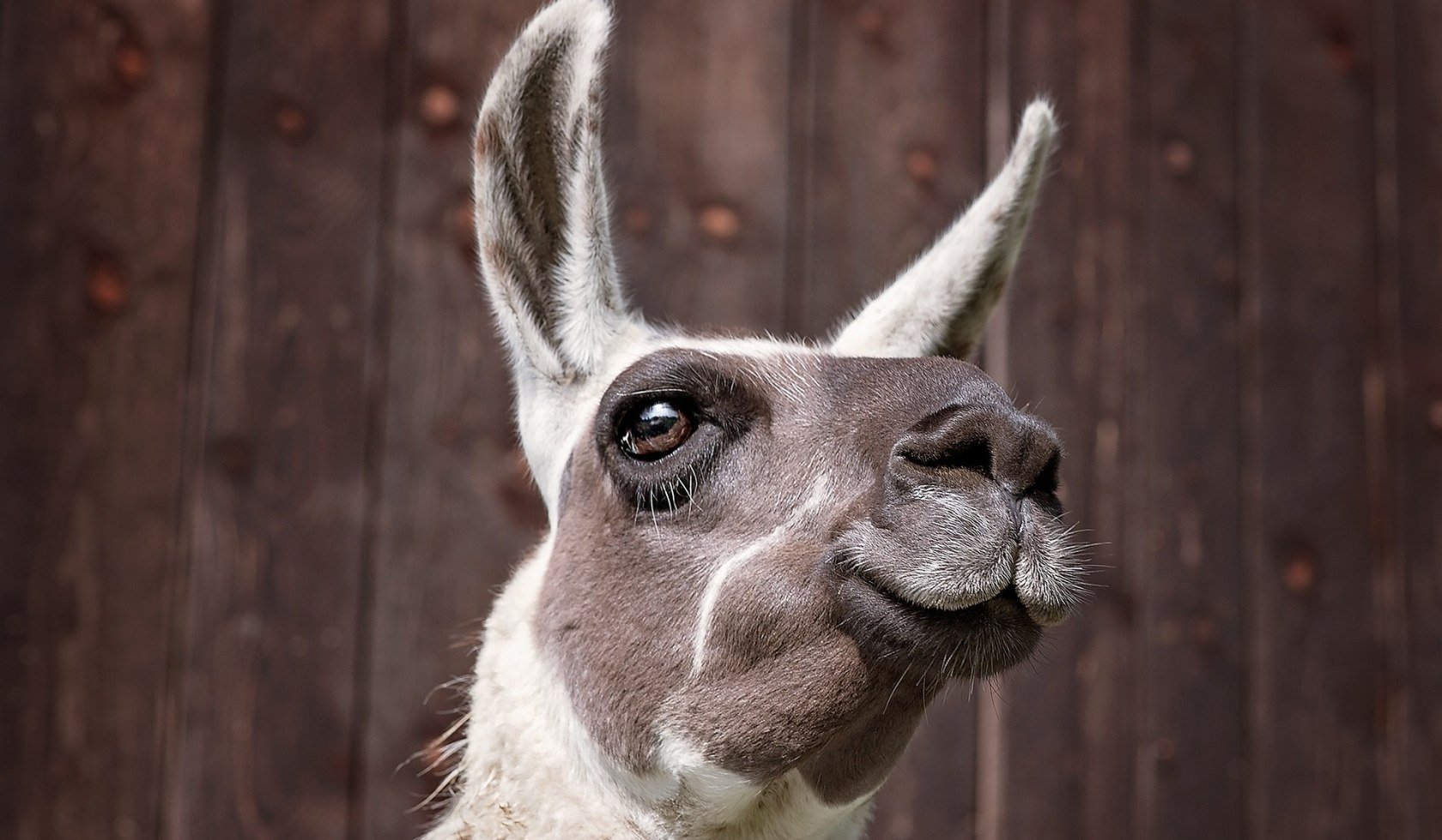 Der Kopf eines grauen Lamas wird dargestellt, © Pixabay