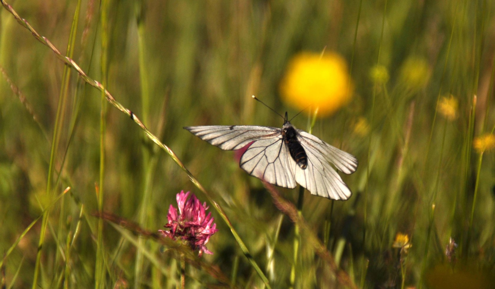 Wiese Schmetterling, © Marketingbüro Wendland.Elbe