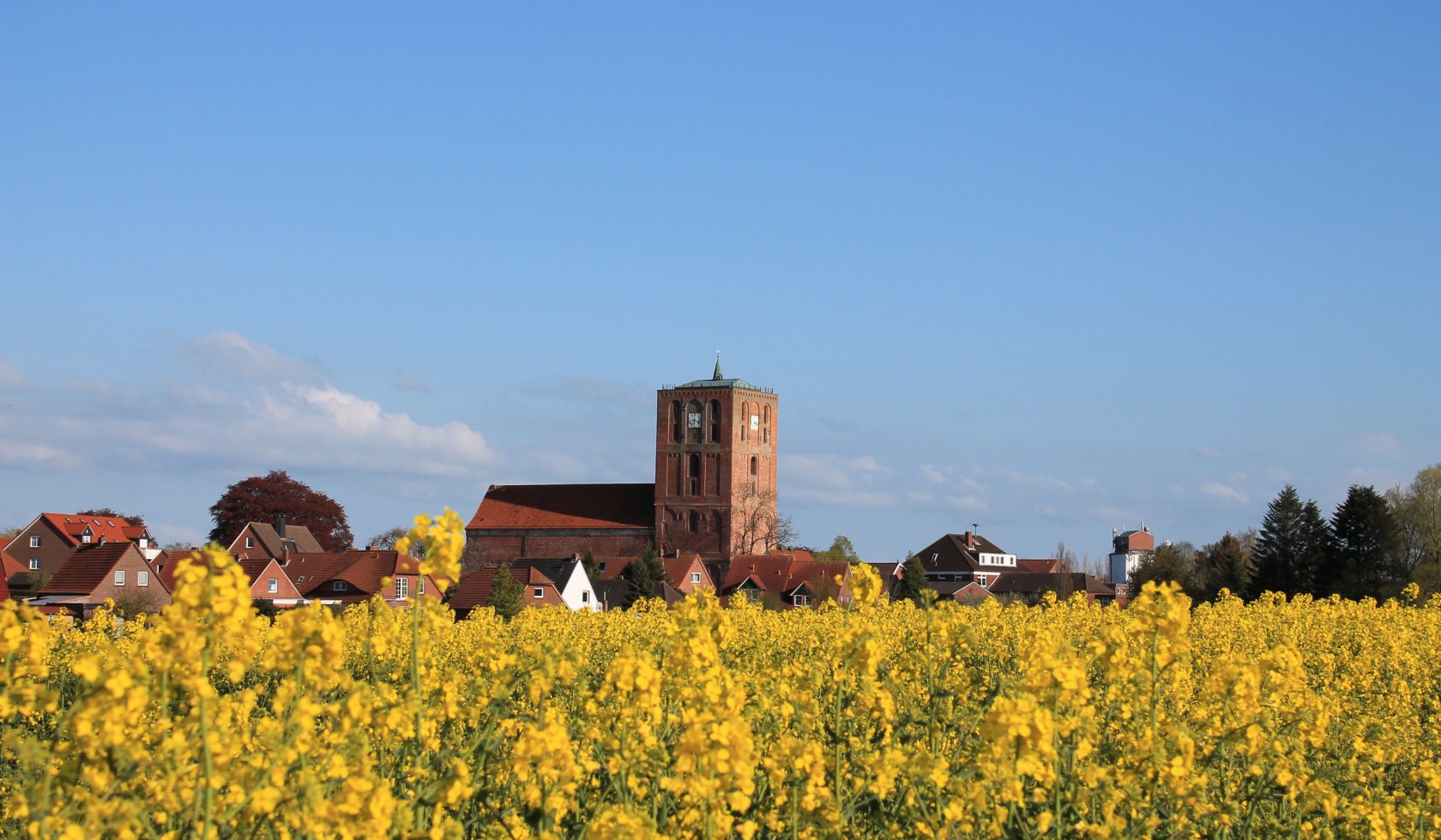 Blühendes Rapsfeld mit Störtebekerturm, © Julia Ellßel