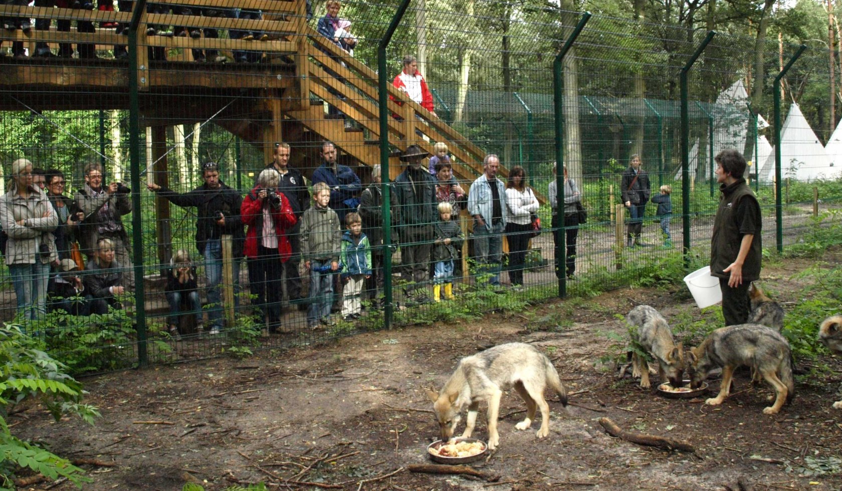 Fütterung der handaufgezogenen Wölfe, © Wolfcenter Dörverden