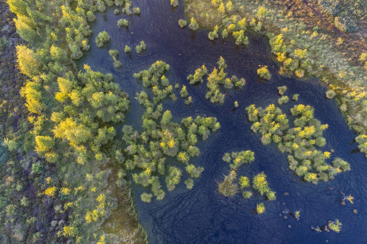Luftaufnahme vom Neustädter Moor bei Wagenfeld mit Bäumen und Wasserfläche aus der Luft, © TourismusMarketing Niedersachsen GmbH / Willi Rolfes